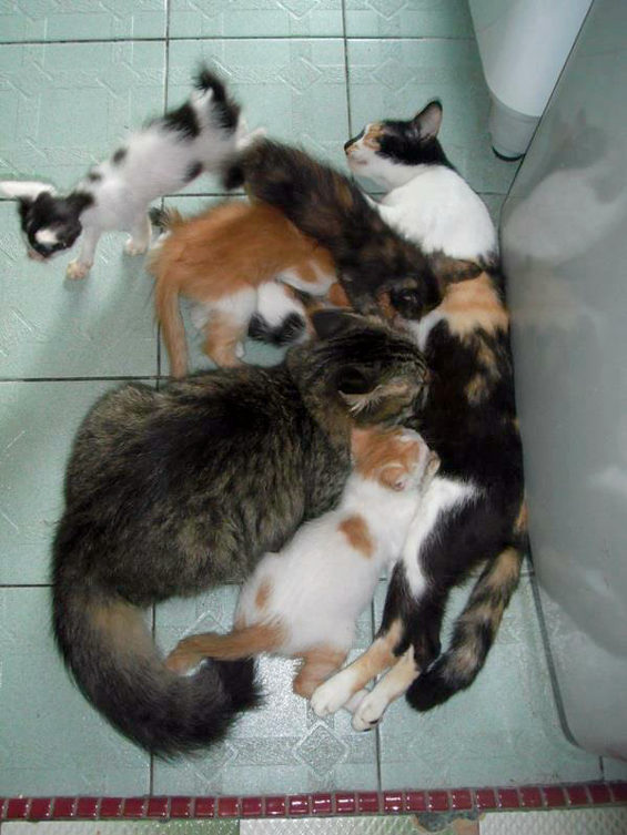 おいしそうな脚の女子校生 232脚目猫ガイジ隔離スレ [無断転載禁止]©bbspink.com	YouTube動画>3本 ->画像>4409枚 