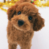 poodol200
