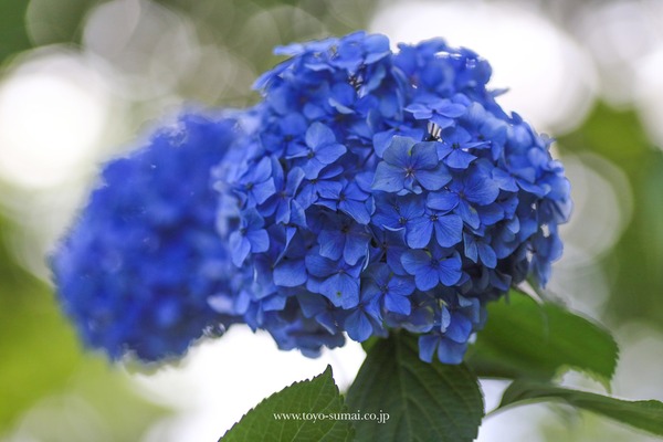 ¤µ¤¤¤¿¤Þ¤ÎÉ÷·Ê¡¡¥¢¥¸¥µ¥¤¡¡ÂçµÜÂ裲¸ø±à