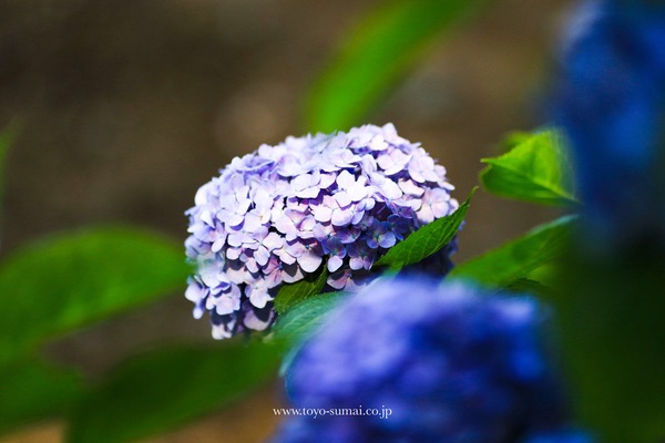 ¤µ¤¤¤¿¤Þ¤ÎÉ÷·Ê¡¡¥¢¥¸¥µ¥¤¡¡ÂçµÜÂ裲¸ø±à