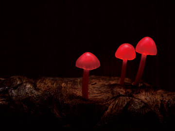 201111-30-47-a0192147_1010515