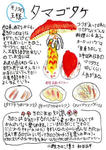 kinoko1