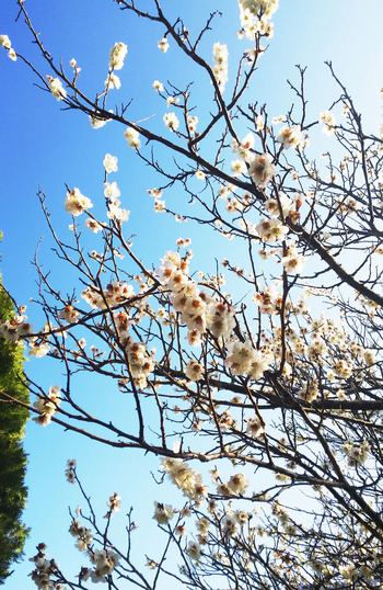 梅の花