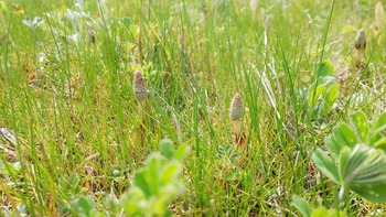 DSC_3231_HORIZON