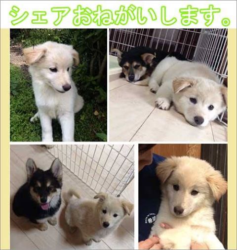 子犬リスト
