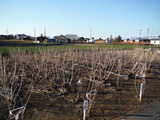 DSCF9661