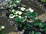 DSCF1363