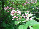 DSCF8268