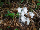 DSCF1207