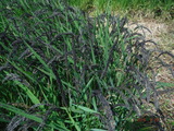 DSCF5371