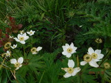 DSCF1223