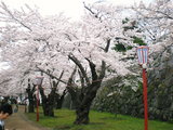 盛岡城の桜