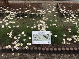 除虫菊