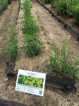 三島柴胡 (武田薬品薬草園)