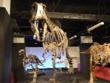 dinosaur exhibition in Tokyo tower, from March 12th to June 12th.