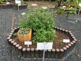 紫雲膏の構成生薬