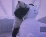 giant panda plays with snowman