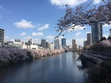外堀と中央線と桜(from 香織先生)
