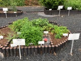 芎帰膠艾湯/四物湯の構成生薬が同じプランター内に