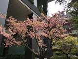 かわづさくらが満開 (東京八重洲. 2017/4/5)