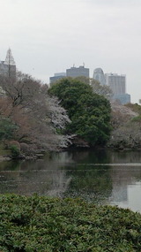 新宿御苑 on spring equinox, 20 March 2013