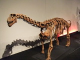 東京タワー内に恐竜が出没?, June 4th,2011