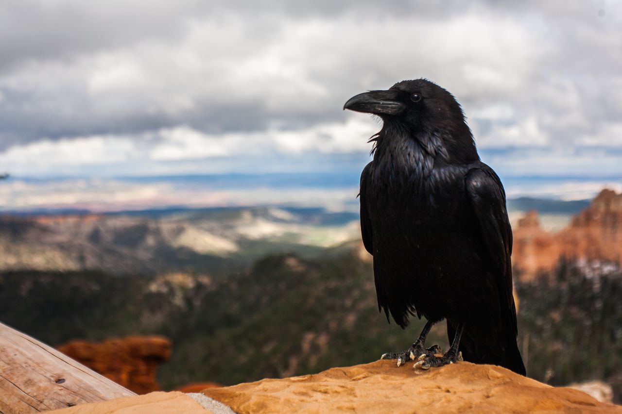 意外とかわいくて憎めない カラスのかわいい高画質な画像まとめ 写真まとめサイト Pictas