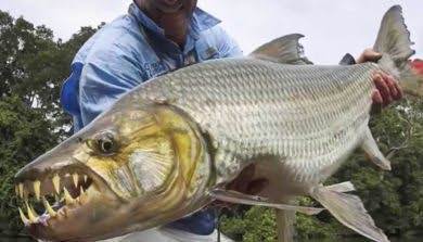 34