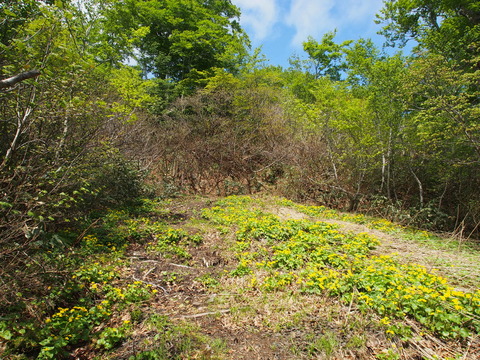 P6170010(1)