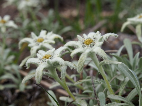 P6180227(1)