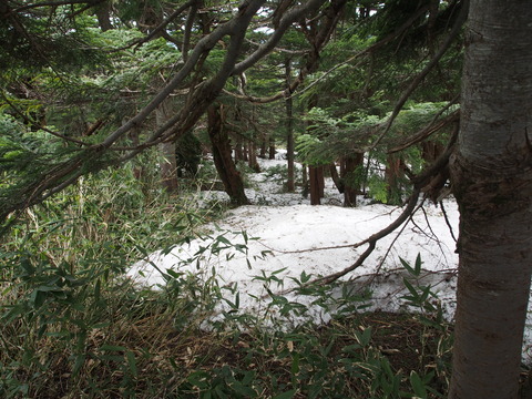 P6070019(1)