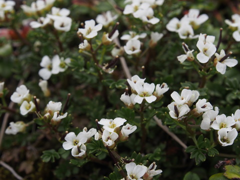 P6170137(1)