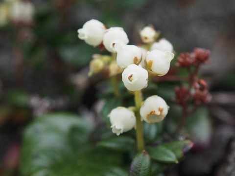 P5310054(1)