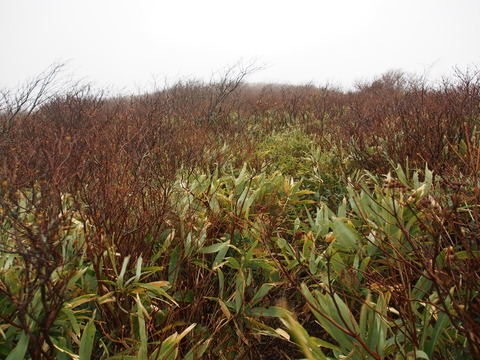 PB050032(1)