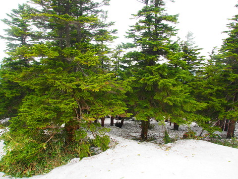 P5240282(1)