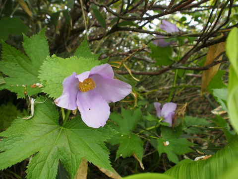 P6170071(1)