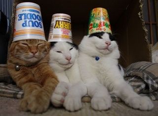 cup_cat-thumbnail2
