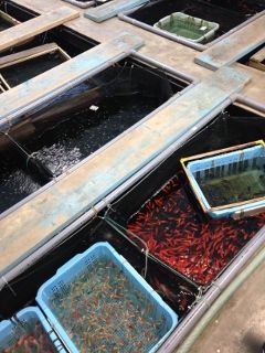 IMG_4627 (240x320)