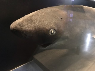 2017-12-11-12-49-38