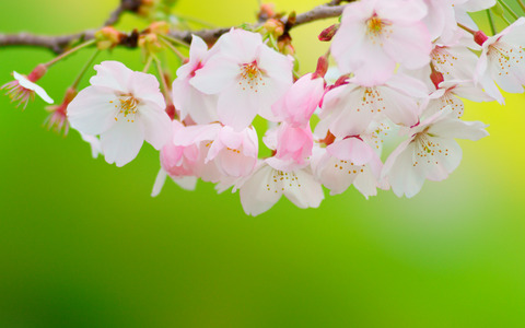 sakura01
