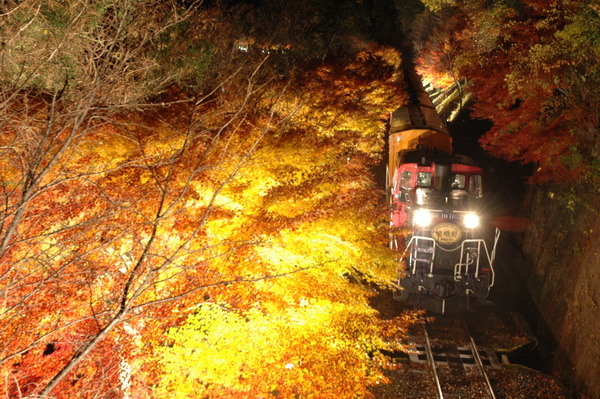 嵯峨野観光鉄道、秋の紅葉ライトアップで臨時列車を運転！