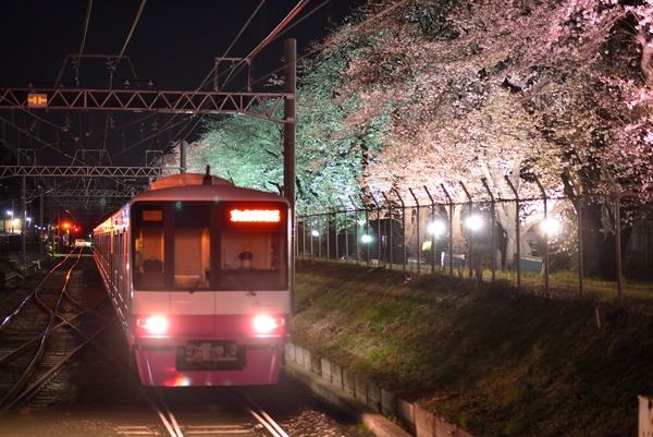 新京成電鉄、3月30日から線路脇の桜並木をライトアップ！