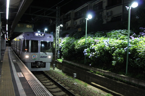京王電鉄、井の頭線東松原駅でアジサイのライトアップを6月2日から実施！