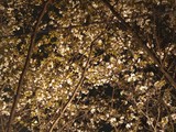 夜桜