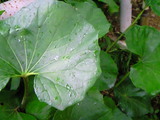 08f90203.jpg