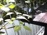 晴れ間