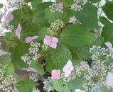 226f16f5.jpg
