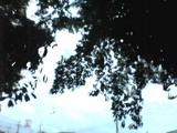 梅雨入り