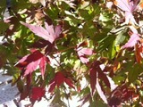 7ca33581.jpg