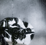 雨
